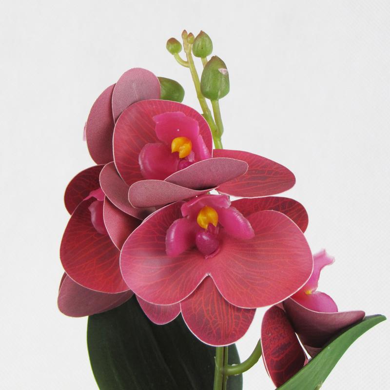Storczyk w doniczce 27cm